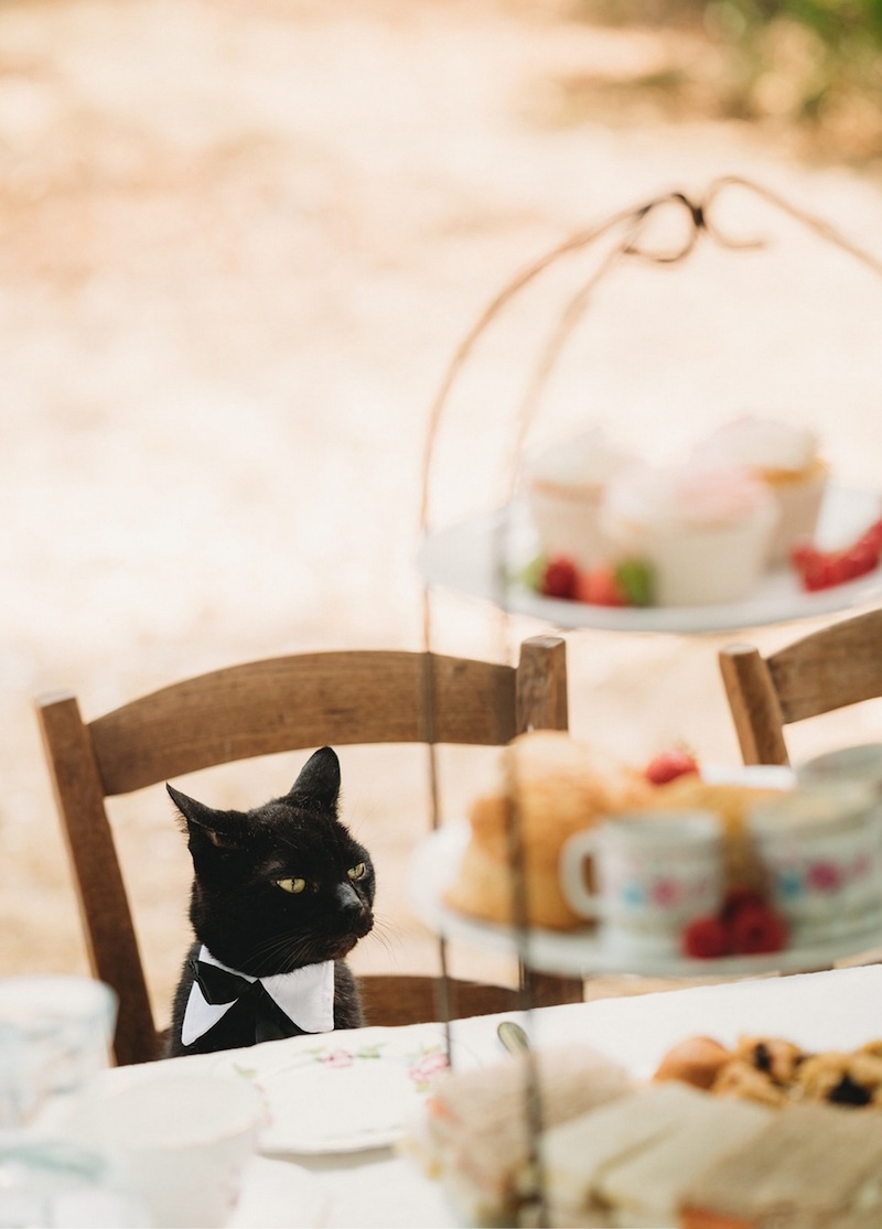 maoui the cat